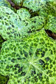 PODOPHYLLUM VERSIPELLE SPOTTY DOTTY