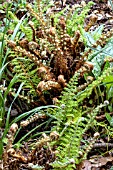 POLYSTICHUM SETIFERUM DIVERSILOBUM