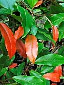 PHOTINIA DAVIDIANA