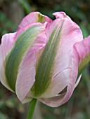 TULIPA VIRIDIFLORA GREENLAND (GROENLAND)