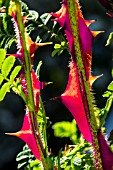 ROSA SERICEA OMEIENSIS PTERACANTHA