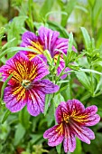 SALPIGLOSSIS ROYALE MIXED