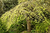 ULMUS GLABRA CAMPERDOWNII