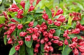 WEIGELA ALL SUMMER RED