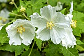 Abutilon vitifolium, Album