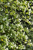 Abutilon vitifolium, Album