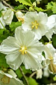 Abutilon vitifolium, Album