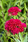 ACHILLEA MILLEFOLIUM POMEGRANATE