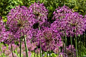 ALLIUM PURPLE RAIN