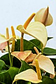 ANTHURIUM JOLI DUO