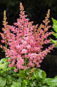 ASTILBE YONIQUE CERISE (VERSCERISE)