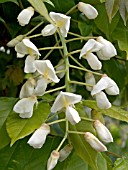 WISTERIA VENUSTA (SILKY WISTERIA)