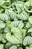 BRUNNERA SILVER SPEAR