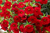 CALIBRACHOA CABARET RED