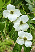 CORNUS KOUSA CHINENSIS