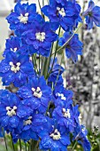 DELPHINIUM BLUE NILE