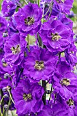 DELPHINIUM BRUCE