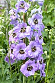 DELPHINIUM CONSPICUOUS