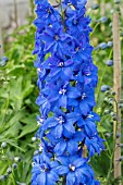 DELPHINIUM CRISTELLA