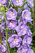 DELPHINIUM FANFARE