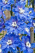 DELPHINIUM LOCH NESS