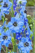 DELPHINIUM PANDORA