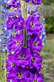 DELPHINIUM PURPLE VELVET