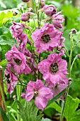 DELPHINIUM ROSEMARY BROCK