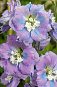 DELPHINIUM SPINDRIFT