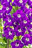 DELPHINIUM NIMROD