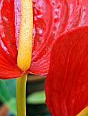 ANTHURIUM FIRST LOVE