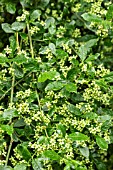 EUONYMUS EUROPAEUS