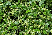 EUONYMUS EUROPAEUS