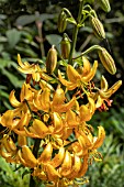 LILIUM MARTAGON HANSONII