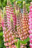 LUPINUS ELEGANS GLADIATOR