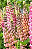 LUPINUS ELEGANS GLADIATOR