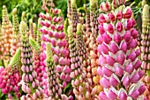 LUPINUS ELEGANS RACHEL DE THAME