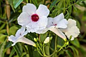 PANDOREA JASMINOIDES