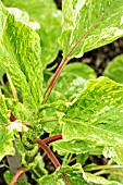 PERSICARIA ORIENTALIS SHIRO-GANE-NISHI