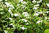 Philadelphus maculatus Sweet Clare