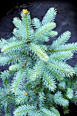 PICEA PUNGENS EDITH