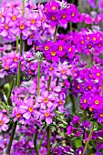PRIMULA BEESIANA