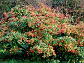 PHOTINIA DAVIDIANA WITH BERRIES