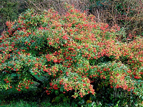 PHOTINIA_DAVIDIANA_WITH_BERRIES