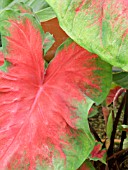 CALADIUM BLAKE