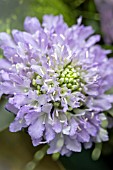 SCABIOSA FOCAL SCOOP LAVENDER