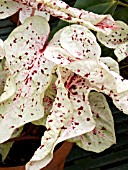 CALADIUM MISS MUFFET