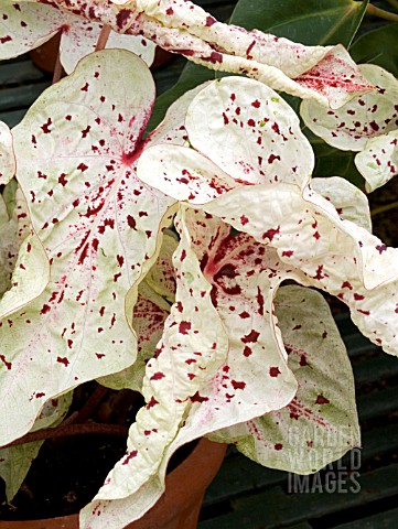 CALADIUM_MISS_MUFFET