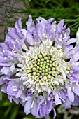 SCABIOSA FOCAL SCOOP LAVENDER