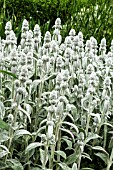 STACHYS BYZANTINA COTTON BALL